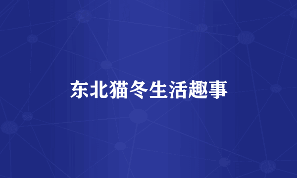 东北猫冬生活趣事