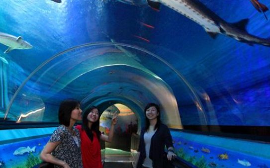 鲨鱼馆死亡事故,具体是什么情况?