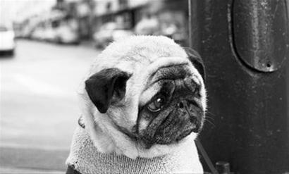 那只世界上最忧郁的狗是什么品种滴?