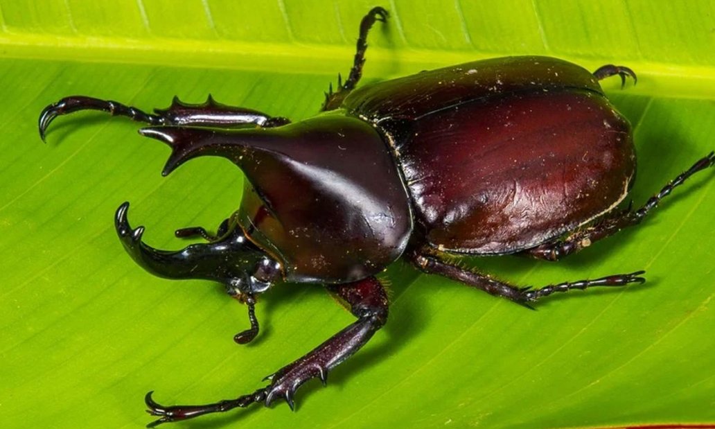 独角仙多少钱一只?