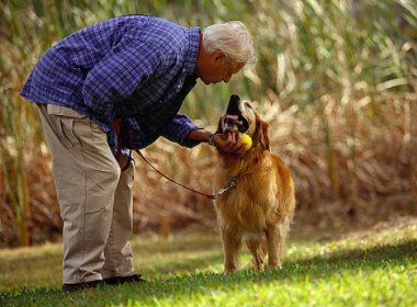 上海一只宠物犬小区路灯杆旁撒尿触电死亡,谁该为宠物犬的死亡负责?