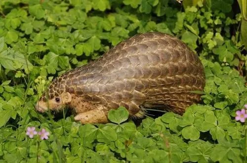 穿山甲是国家几级保护动物？