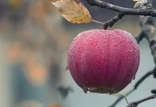 苹果是如何打败橙子成为太空水果的？