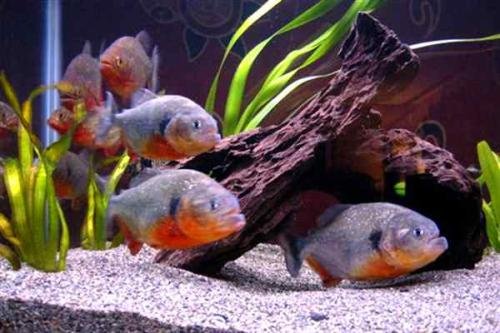 历史上真的发生过食人鱼事件吗？