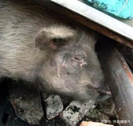 13岁“猪坚强”现状，已无法自主站立，能活到这样岁月是否已属不易？