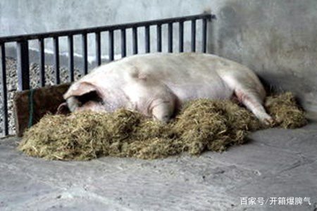 13岁“猪坚强”现状，已无法自主站立，能活到这样岁月是否已属不易？