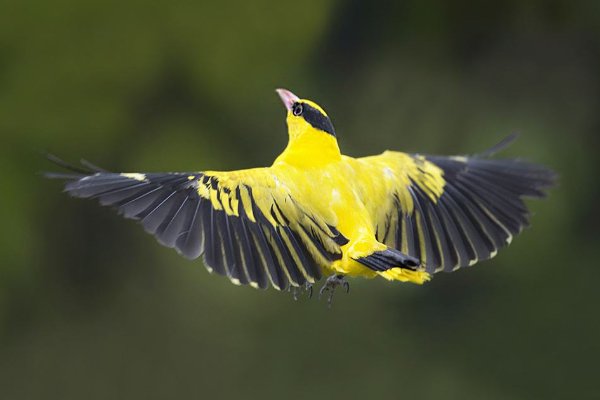 “两个黄鹂鸣翠柳”,为什么“两个”不能改为“两岸”?