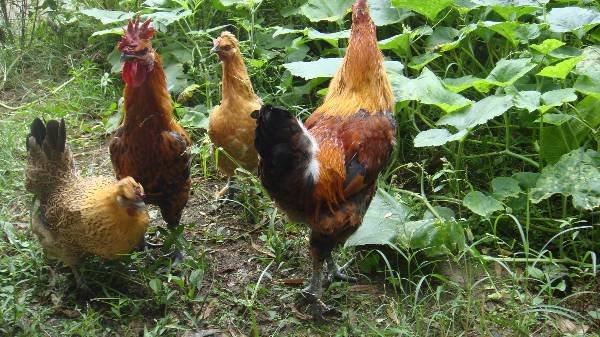 为什么禽类在走路的时候头要一点一点的？