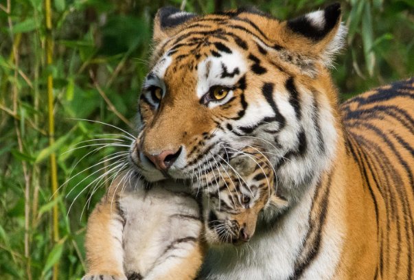 龙口动物园虎妈不喂奶,动物园找狗喂虎崽,小虎崽的生长过程是怎样的?