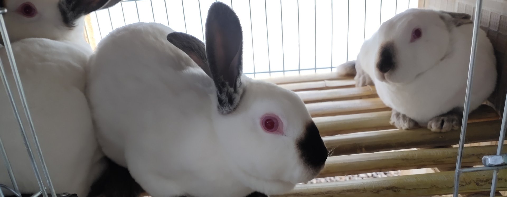 想搞一个兔子养殖场,都需要提前准备哪些设备?