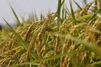 袁隆平的杂交水稻对人类有什么贡献？