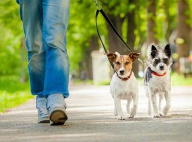 上海一只宠物犬小区路灯杆旁撒尿触电死亡,谁该为宠物犬的死亡负责?