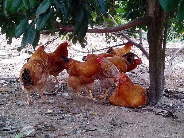 为什么禽类在走路的时候头要一点一点的?