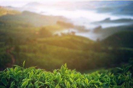 什么是松针茶？松针茶的功效与作用是什么？