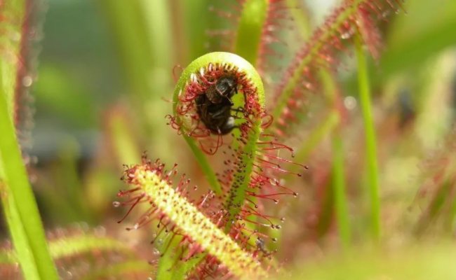 重庆发现吃虫植物,这究竟是种什么样的植物?