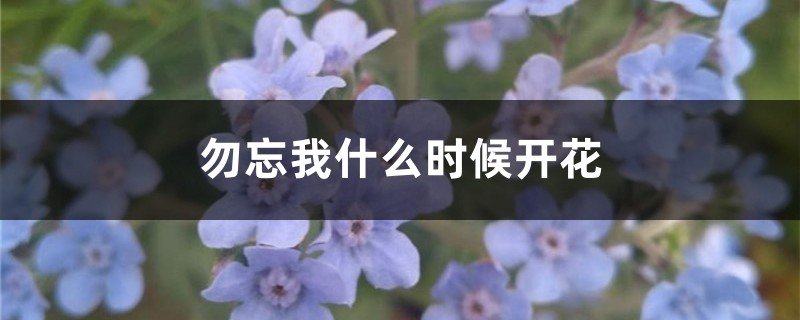 勿忘我花期，勿忘我什么时候开花