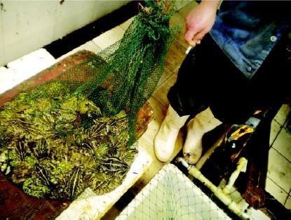 武汉菜市场卖野生青蛙,该由哪个部门前来管理?