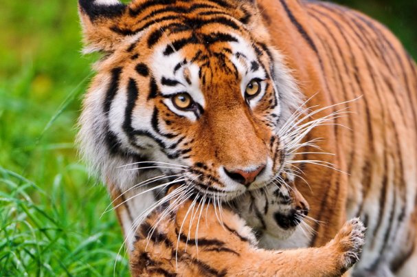 龙口动物园虎妈不喂奶,动物园找狗喂虎崽,小虎崽的生长过程是怎样的?