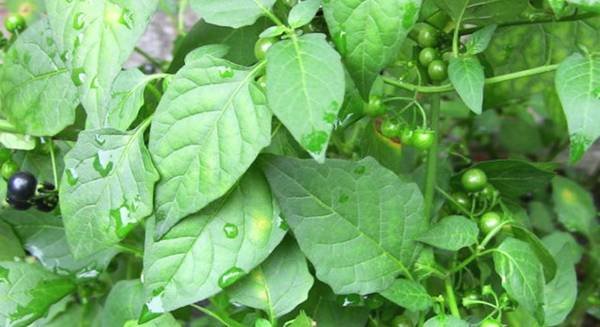 这是什么植物？