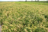 袁隆平的杂交水稻对人类有什么贡献？