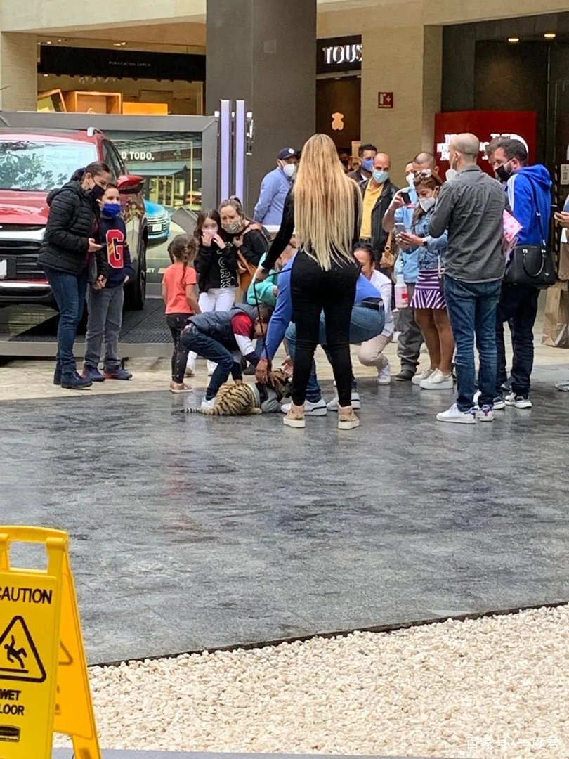 如何看待墨西哥女子遛老虎逛街这种行为？