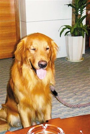 90斤金毛在宠物医院洗澡因烘干中暑死亡,涉事医院需承担哪些责任?