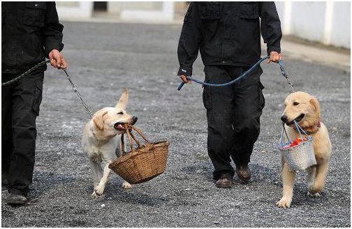 怎么训练狗狗玩丢丢球，把球捡给我