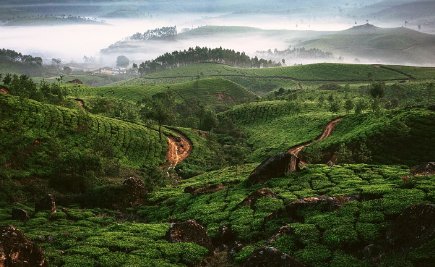 什么是松针茶？松针茶的功效与作用是什么？