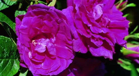 花的品种图片和花名有哪些？