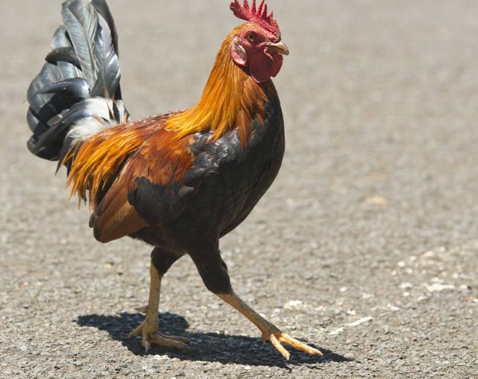 动物脚印的形状像什么?