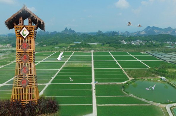 粮食的龙头股票有哪些