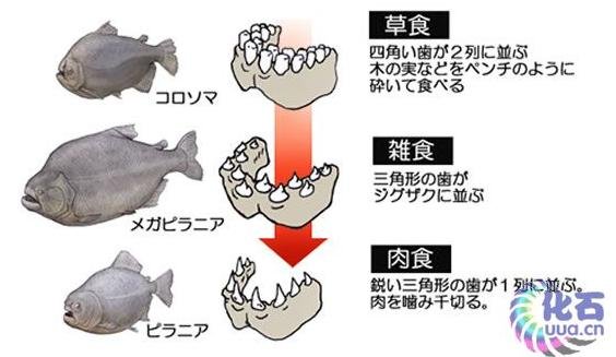 史前食人鱼什么样