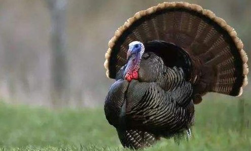 火鸡长什么样子