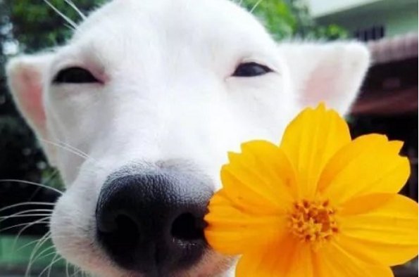 双十一光棍节幽默短句