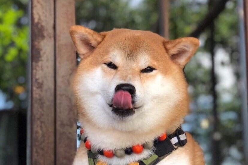 满族百姓爱狗如命,皇太极却为何专门颁布“禁犬令”?