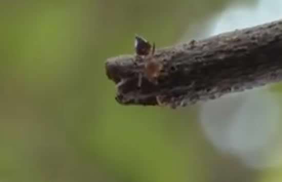 女子景区被蚂蚁叮咬心脏骤停,景区该不该为此事负责?