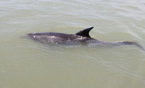 海豚搁浅后为什么会死？