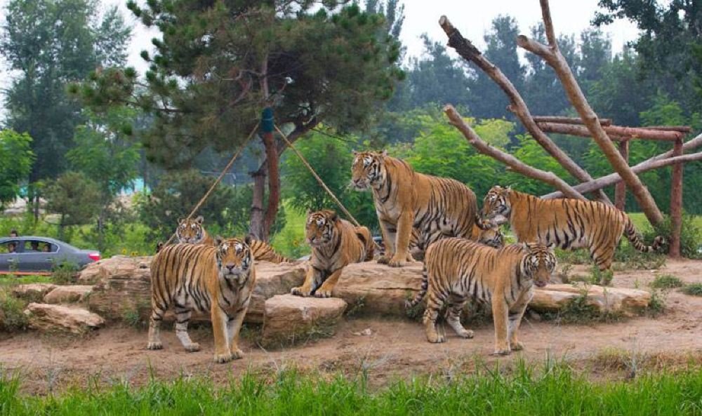 北京野生动物园一游客擅自下车冲向虎群,该名游客是否有因此受伤?