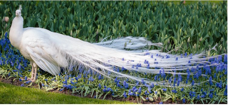 白孔雀开屏有什么寓意?