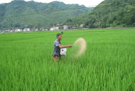 植物防冻剂有什么作用?正确的使用时间与使用方法是什么?