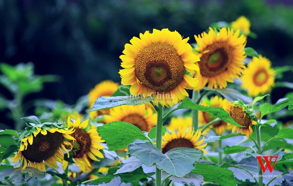 向日葵俱乐部的如何参与