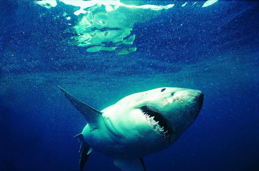 没见过世面的鲨鱼上热搜，这是一只怎样的鲨鱼？