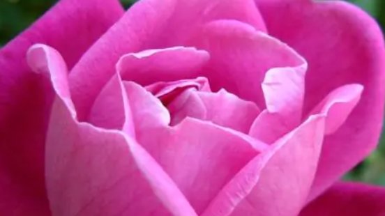 花的品种图片和花名有哪些？