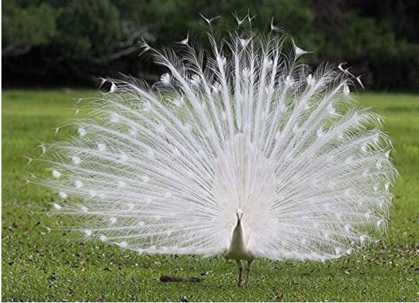 白孔雀开屏有什么寓意?