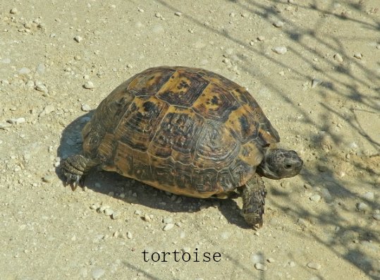 乌龟用英语怎么说