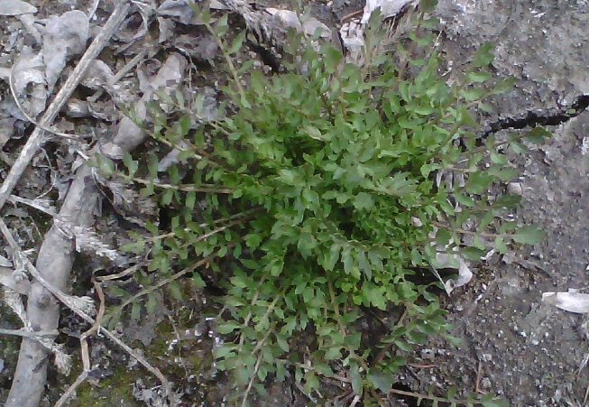 荠荆草是什么样子、谁能发张图片认一下。