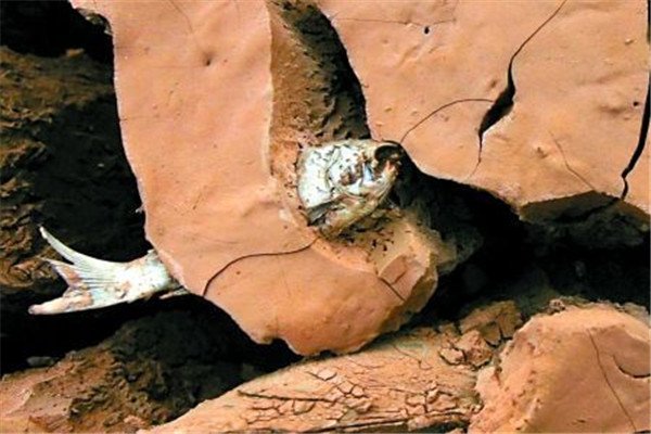 什么鱼在没水的情况下也能活，如今数量稀少？