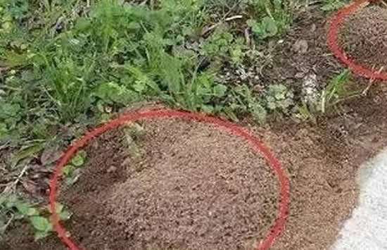 女子景区被蚂蚁叮咬心脏骤停,景区该不该为此事负责?