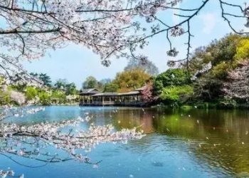 墙角的花！你孤芳自赏时，天地便小了这句话的意思是？