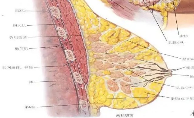 少女胸部一边大一边小是为什么？怎么改变？
